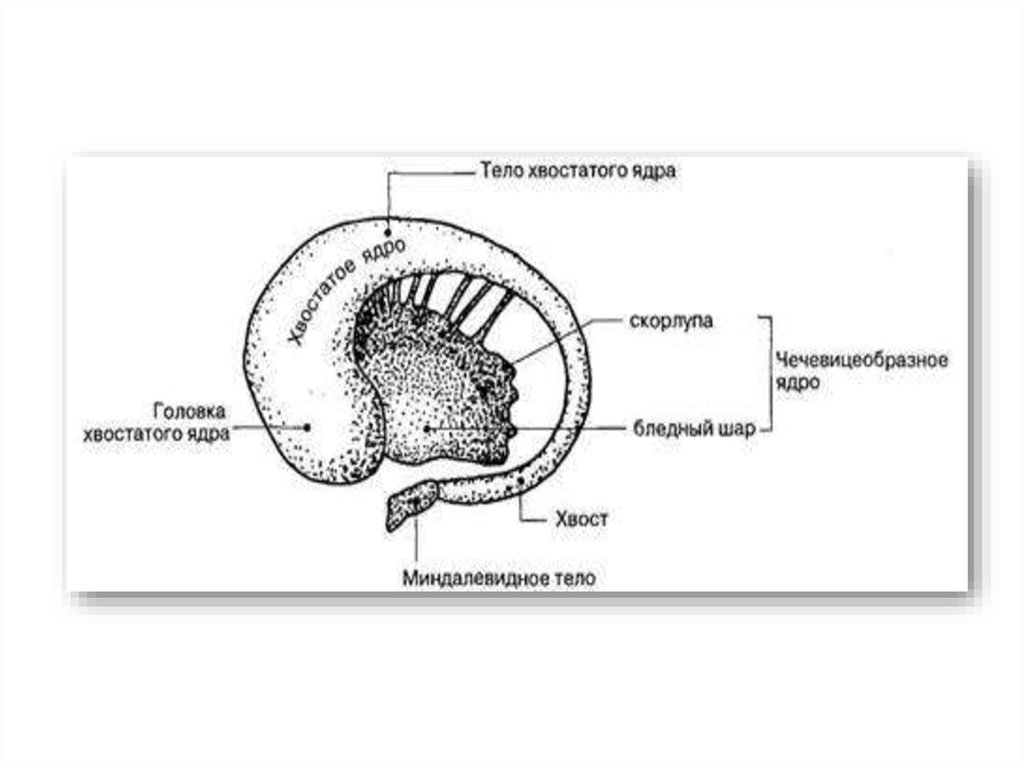Полосатое тело. Хвостатое ядро чечевицеобразное ядро. Головка хвостатого ядра. Функции хвостатого ядра и скорлупы. Очаги в головке хвостатого ядра.