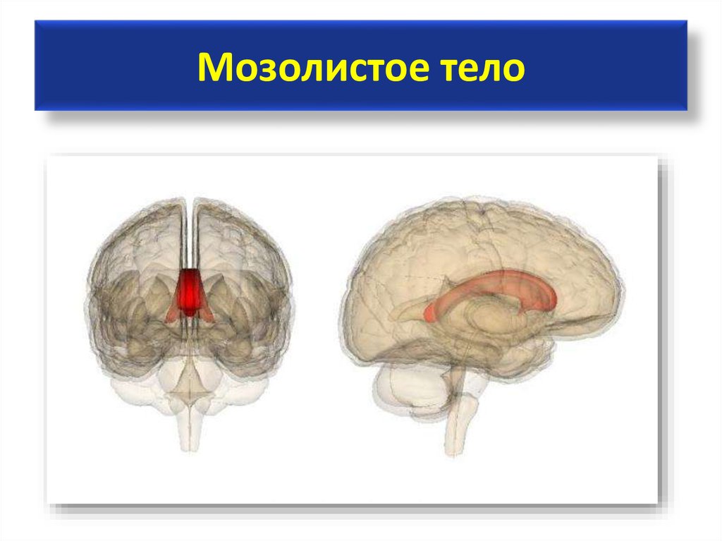 Продолговатый мозг на рисунке