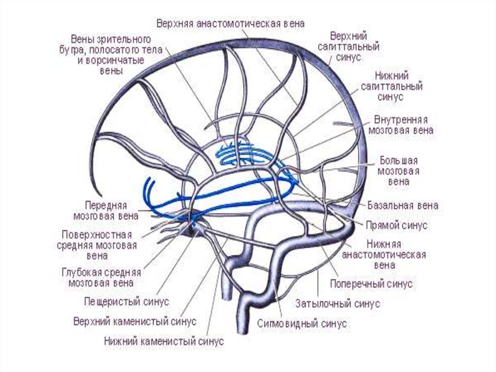 Внутренняя вена латынь. Система венозных синусов головного мозга. Верхняя анастомотическая Вена мозга. Венозные синусы головного мозга схема. Венозные синусы головного мозга анатомия.