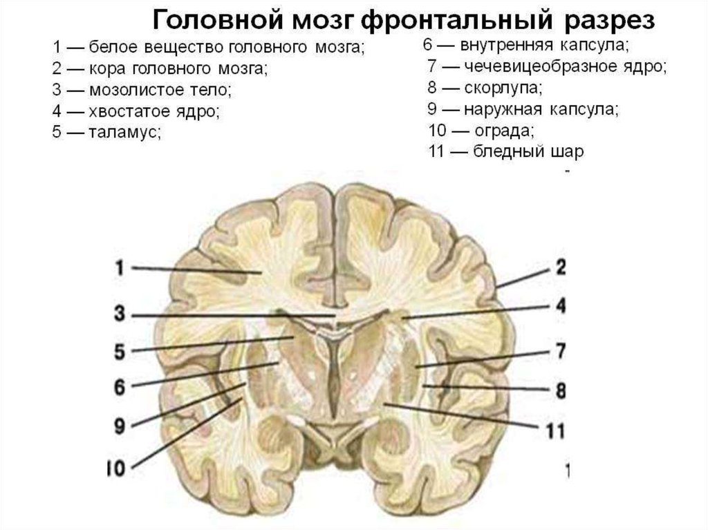 Конечный мозг анатомия презентация