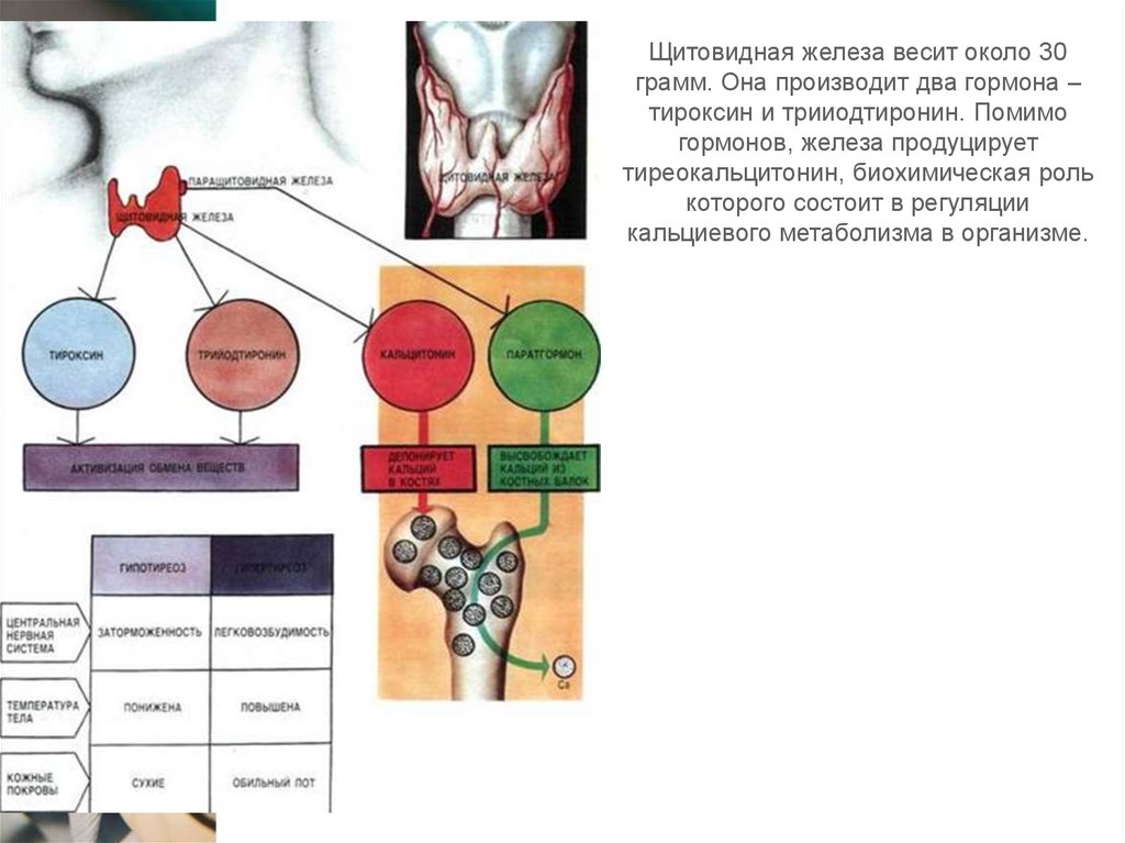 Какие железы вырабатывают тироксин. Щитовидная железа схема. Щитовидная железа тироксин. Щитовидная железа грамм.