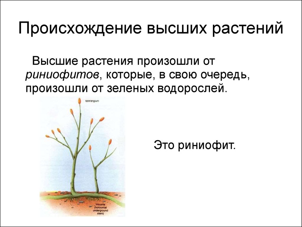 Происхождение растений. Высшие споровые растения произошли от. Риниофиты споровые растения. Происхождение наземных растений. Риниофиты произошли от водорослей.