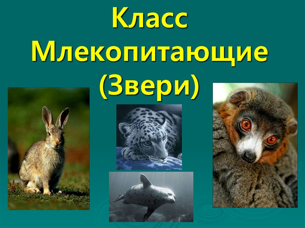 Презентация класс млекопитающие или звери 7 класс фгос пасечник