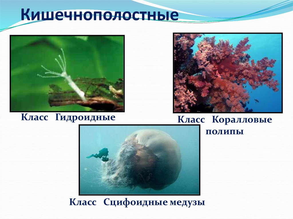 Биология 7 класс кишечнополостные презентация 7 класс