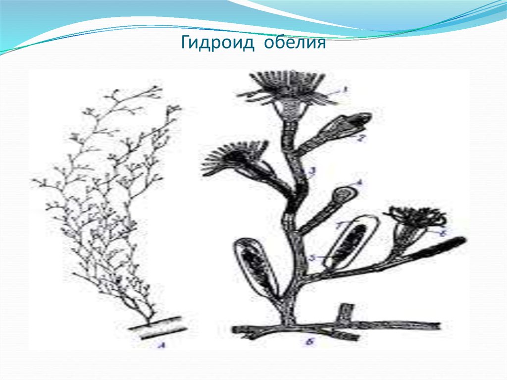 Гидроидные полипы. Колониальный гидроидный полип Obelia. Колония полипа обелия. Гидроид обелия. Строение колонии гидроидного полипа Obelia.