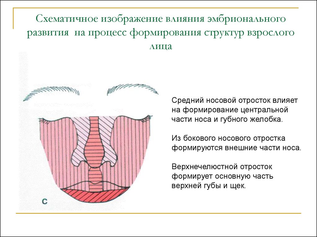 Основы клинической гнатологии биомеханика зубочелюстно лицевой системы презентация