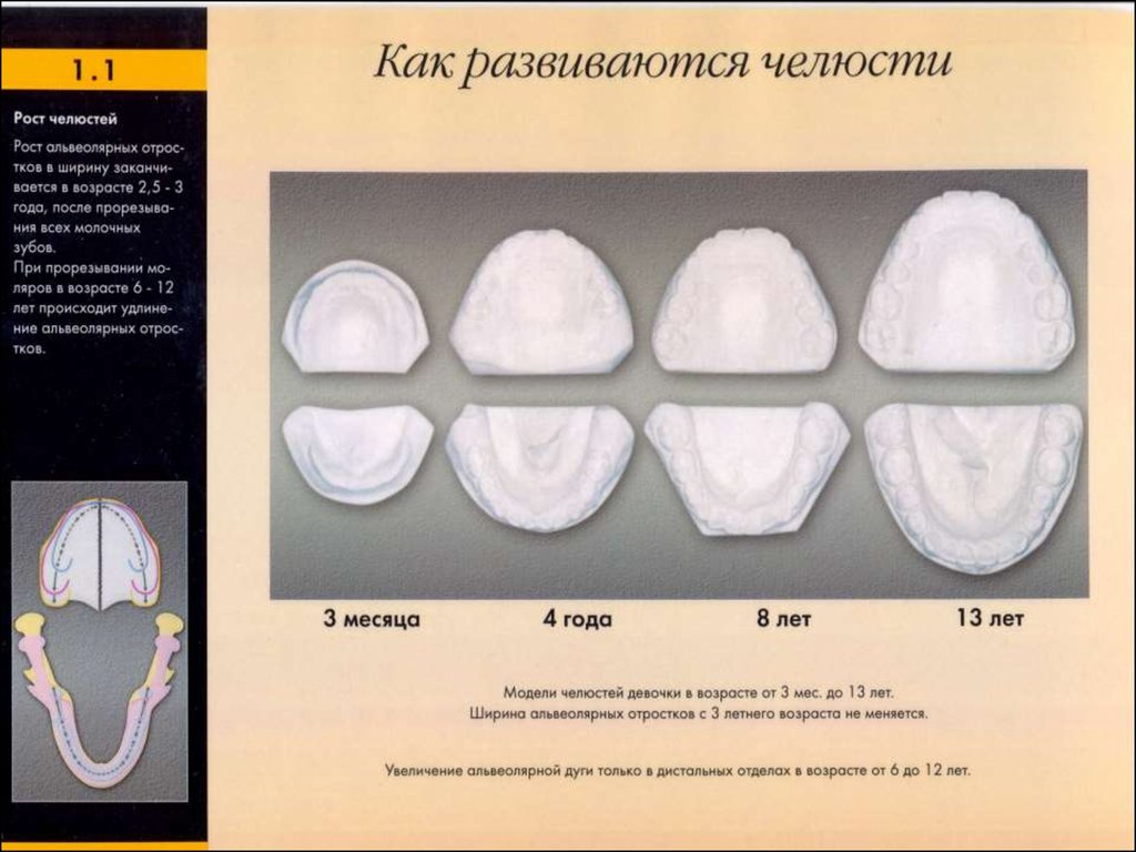 Периоды роста челюстей. Периоды активного роста челюстей. Зоны роста челюстных костей.