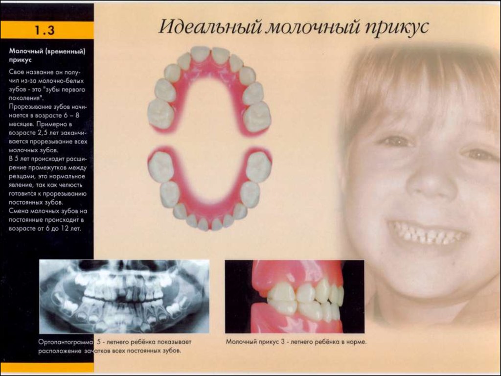 Периоды роста челюстей. Период сформированного временного прикуса.