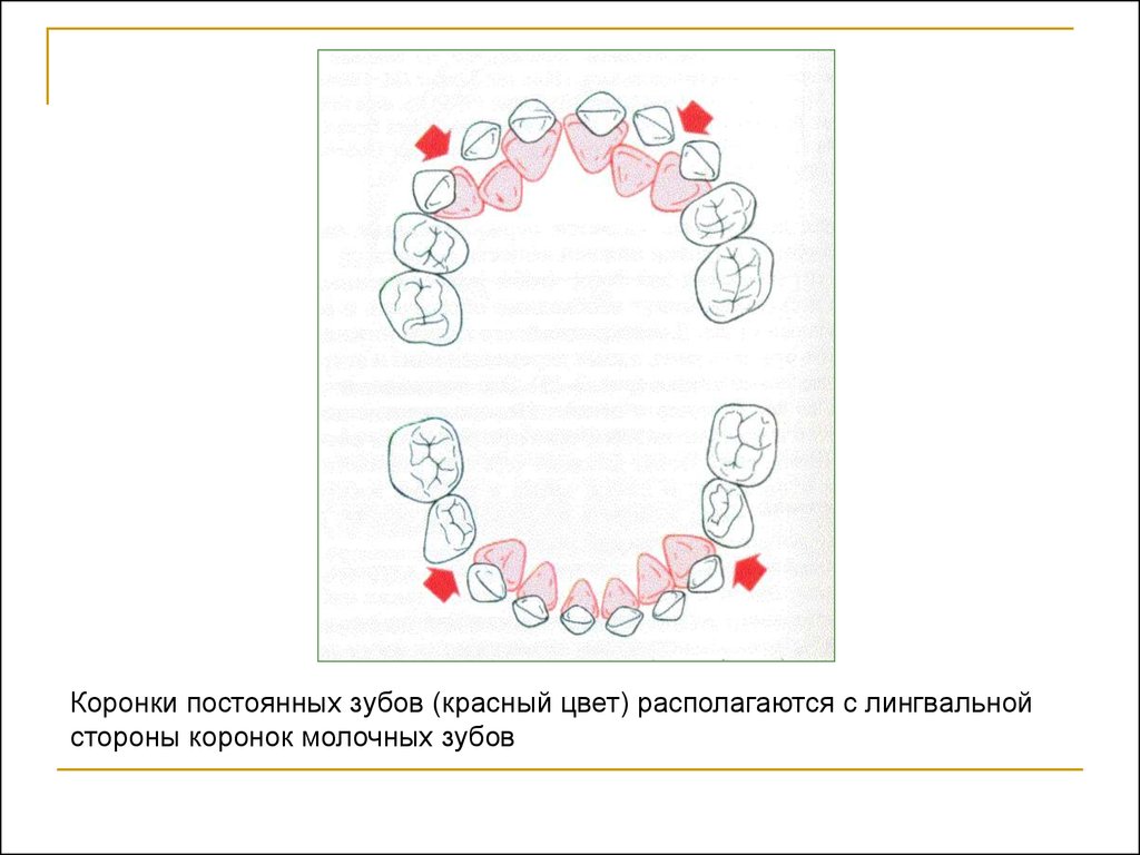 Схема роста зубов постоянных