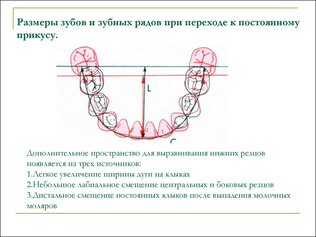 Диаметр зуба. Размеры зубов. Таблица размеров зубов. Размеры зубных рядов. Средний размер зуба.