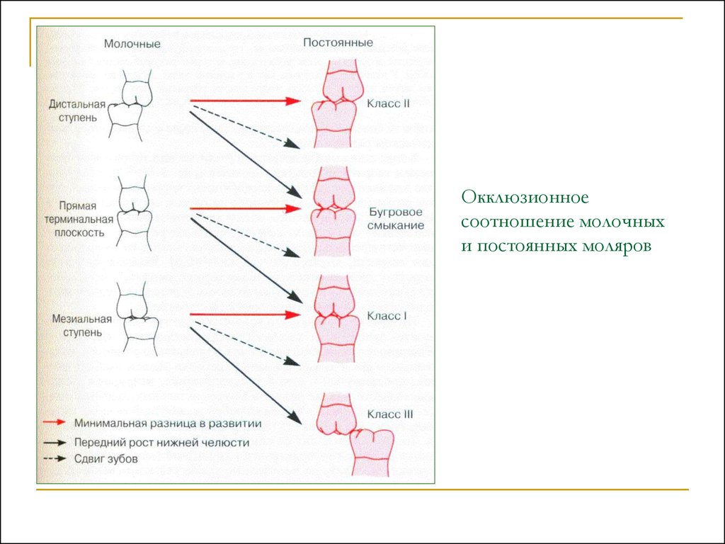 Периоды роста челюстей. Развитие временных моляров схема.