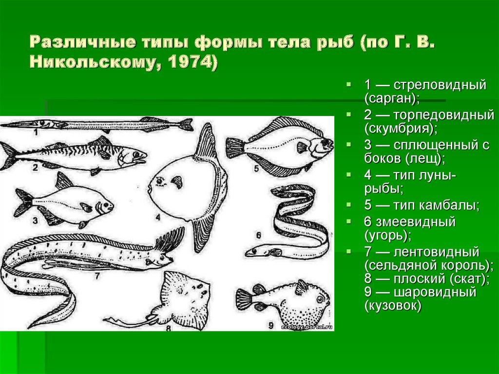Почему у некоторых организмов. Различные типы формы тела рыб (по г. в. Никольскому, 1974) :. Форма тела рыб. Рыбы по форме тела. Стреловидная форма тела рыб.
