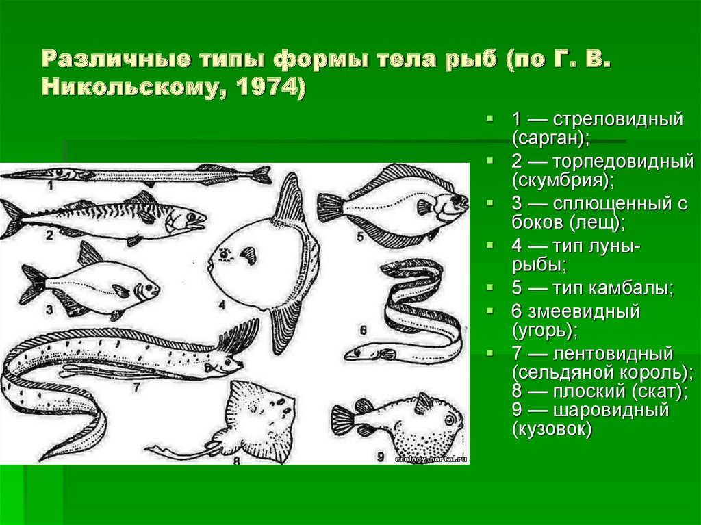 Формы тела животных. Различные типы формы тела рыб (по г. в. Никольскому, 1974) :. Форма тела рыб. Рыбы по форме тела. Стреловидная форма тела рыб.