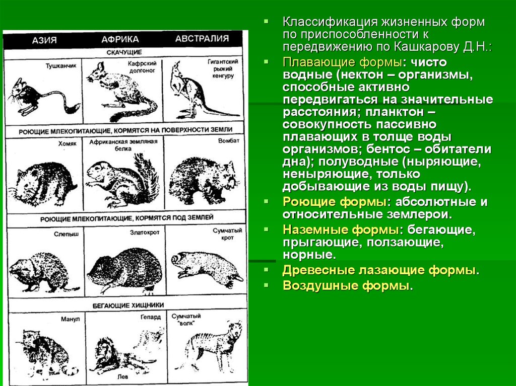 Жизненные формы растений и животных презентация