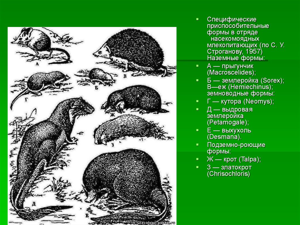 Насекомоядные млекопитающие примеры. Отряд Насекомоядные подотряды. Наземные формы млекопитающих. Жизненные формы млекопитающих. Насекомоядные млекопитающие.