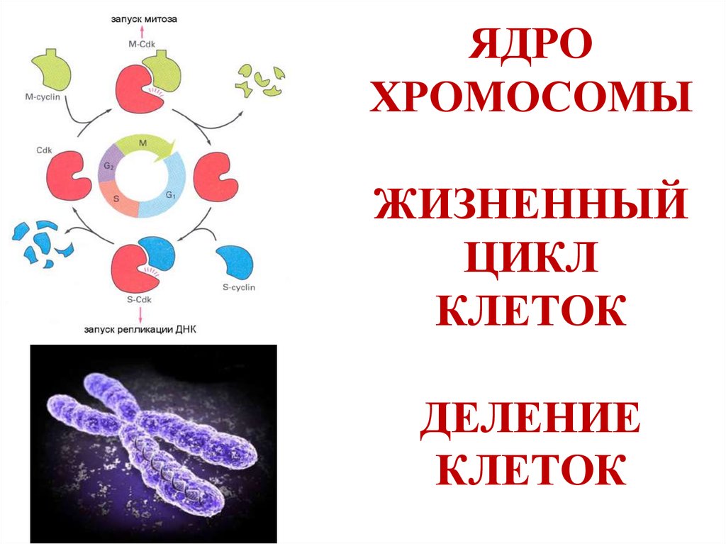 Ядерная хромосома. Хромосомы в ядре. Жизненный цикл хромосом. Хромосомы в ядре клетки. Ядерные хромосомы.