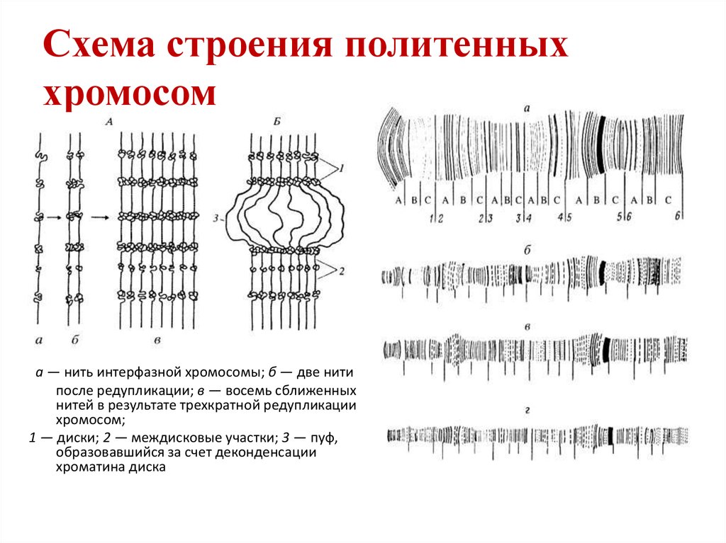 Схема хромосомного набора