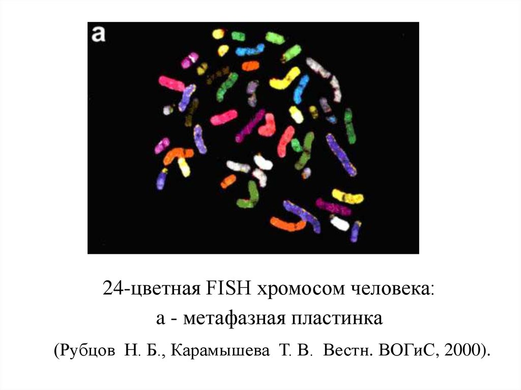 Ядро хромосомы кариотип. Метафазные хромосомы человека. Метод окраски хромосом. Метафазная пластинка хромосом. Дифференциальная окраска хромосом.