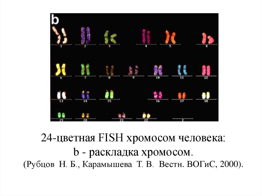 24-цветная FISH хромосом человека: b - pаскладка хромосом. (Рубцов  Н. Б., Карамышева  Т. В.  Вестн. ВОГиС, 2000).