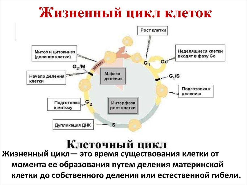 Цикл клетки рисунок. Схема стадий жизненного цикла клетки. Фазы клеточного цикла схема. Жизненный цикл клетки митоз схема. Этапы жизненного цикла клетки схема.