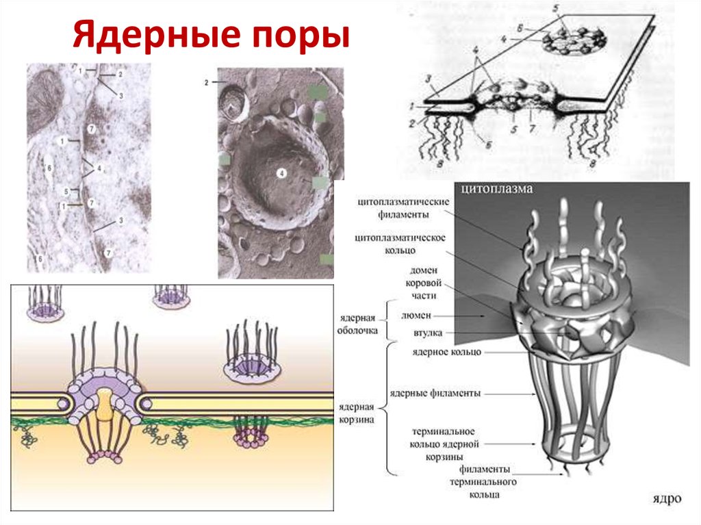 Ядерные поры