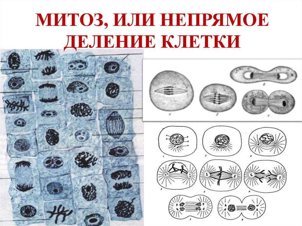 Рисунок деления клетки митоз. Таблица деление клетки митоз 10 класс биология. Этапы деления клетки митоз. Методическое деление клетки. Фазы митоза.