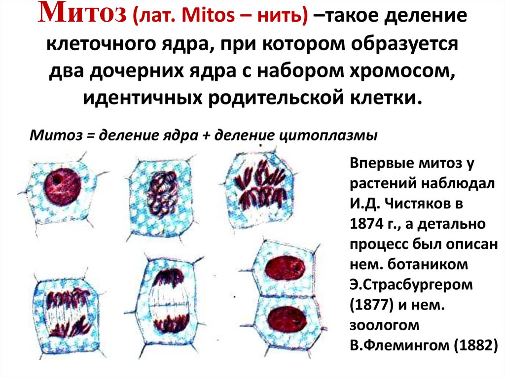 Митоз (лат. Mitos – нить) –такое деление клеточного ядра, при котором образуется два дочерних ядра с набором хромосом, идентичных родительско