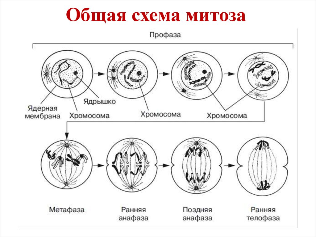Установите последовательность стадий деления клетки. Фазы митоза схема. Профаза 1 схема. Схема клеточного цикла митоза. Схемы фаз митоза и мейоза.