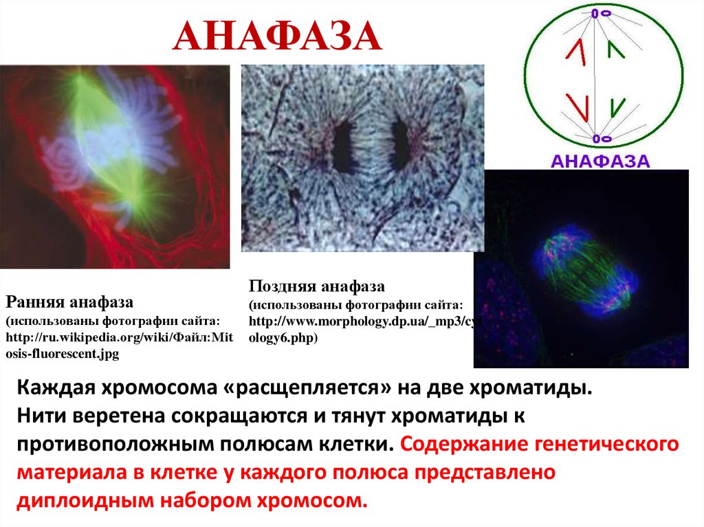 Анафаза хромосомный набор