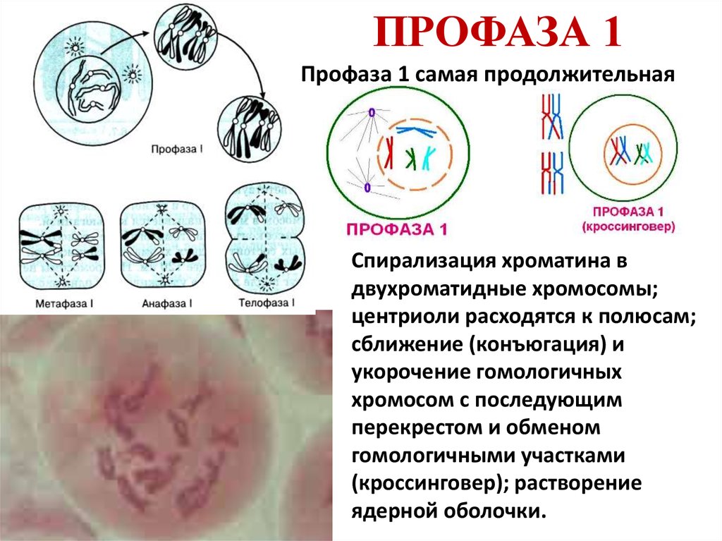 Спирализация хромосом происходит в фазе