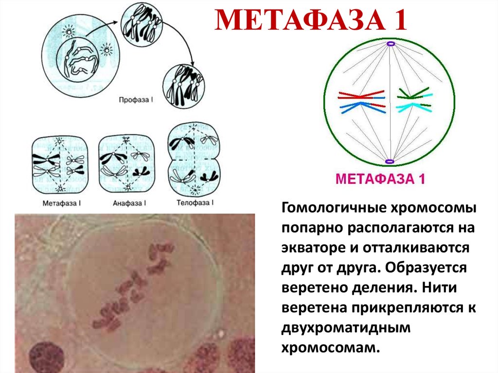 Профаза митоза. Фазы мейоза метафаза 1. Метафаза 1 анафаза 1. Профаза 1 метафаза 1. Метафаза 1 метафаза 2 профаза.