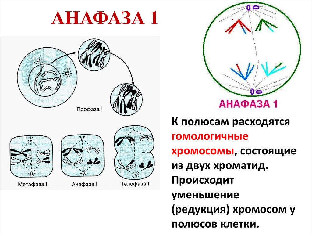 Анафаза мейоза 2