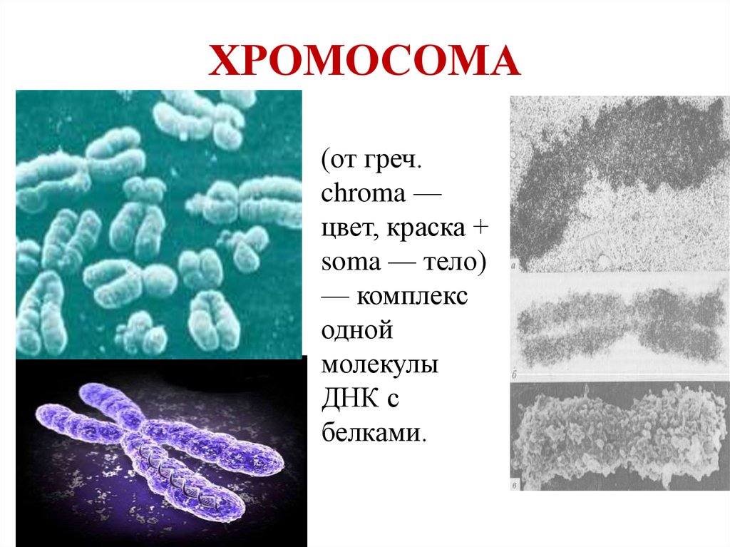 1с как выглядит хромосома