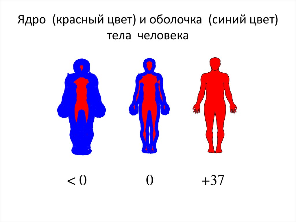 Температурная схема человека