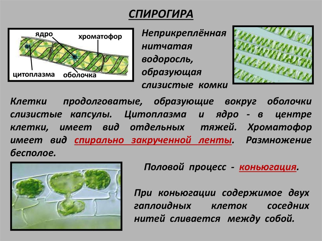 Спирогира отдел. Многоклеточная водоросль спирогира. Зелёные водоросли спирогира строение. Одноклеточные водоросли спирогиры. Отдел зеленые водоросли спирогира.