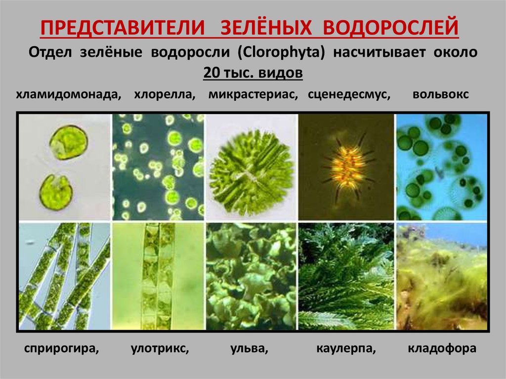 Примеры водорослей. Спирогира вольвокс Ульва хламидомонада хлорелла. Хлорелла и Ульва. Представили зеленых водорослей. Отдел зеленые водоросли представители.