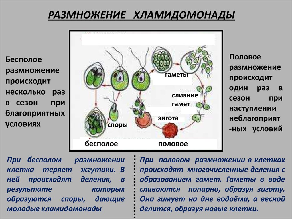 Из каких клеток развиваются гаметы хламидомонады. Жизненный цикл хламидомонады ЕГЭ. Бесполое размножение хламидомонады.