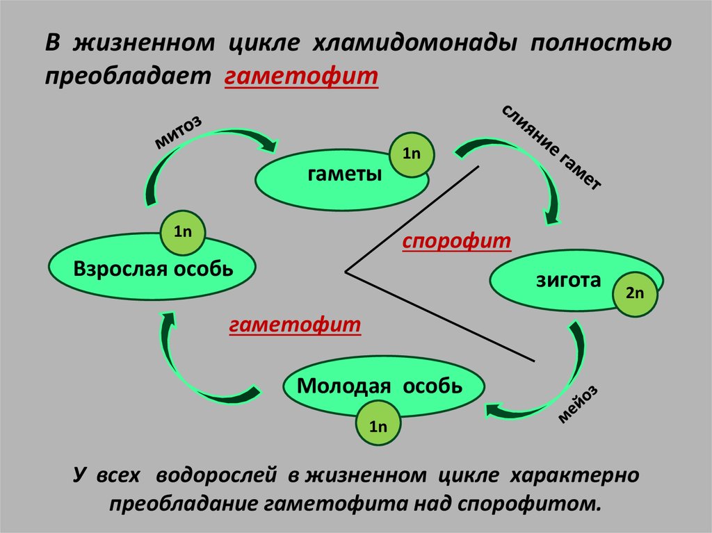 В цикле преобладает гаметофит. В жизненном цикле преобладает гаметофит. В жизненном цикле преобладает спорофит. В жизненном цикле преобладает спорофит водоросли. В жизненном цикле гаметофит преобладает над спорофитом..