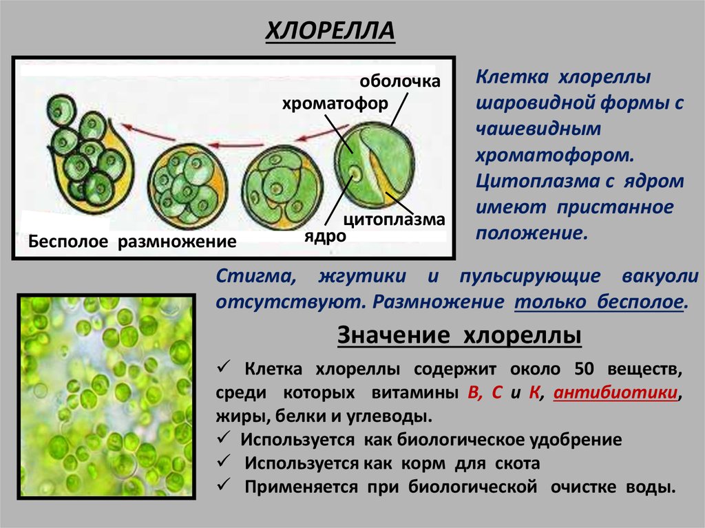 Клетки водорослей образованы. Бесполое размножение хлореллы. Цикл размножения хлореллы. Размножение хлореллы схема. Хлорелла жизненный цикл схема.