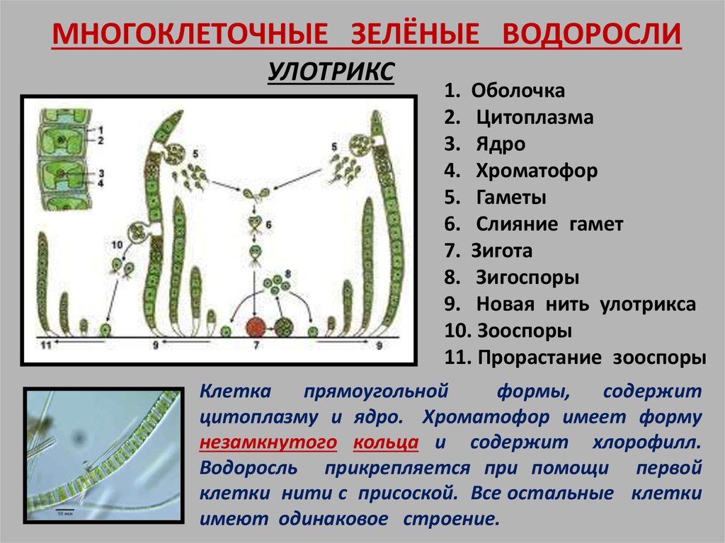 Улотрикс какое слоевище