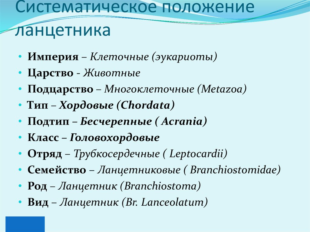 Царство животные тип хордовые класс. Подтип Бесчерепные классификация. Систематическое положение ланцетника. Систематика хордовых животных. Систематика типа хордовых.