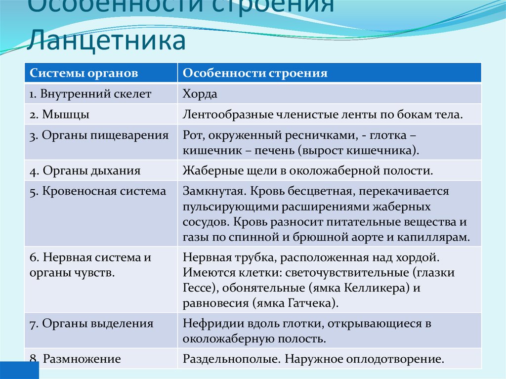 В чем выражается единство плана строения хордовых