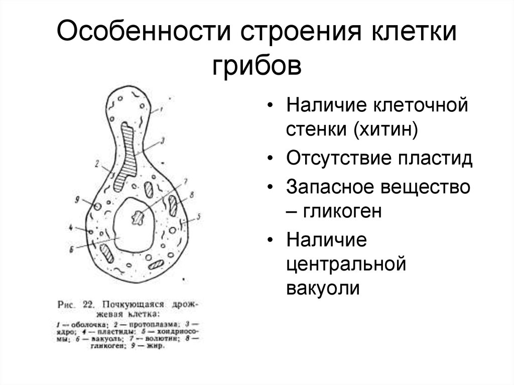 Строение грибной клетки рисунок