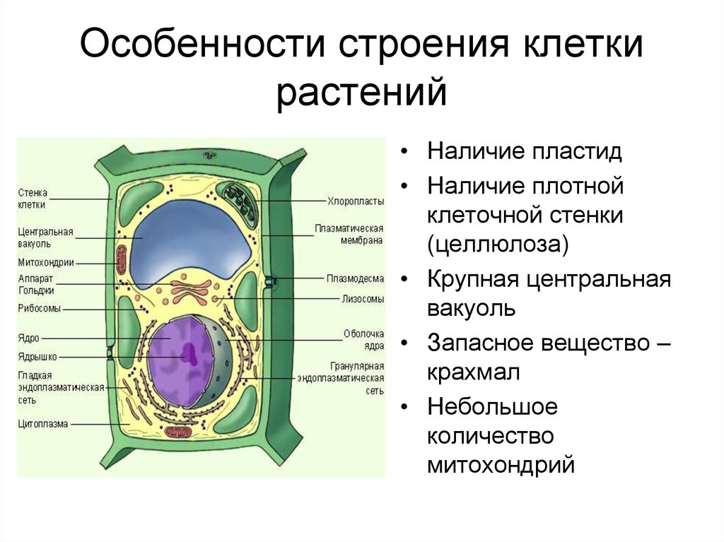Особенности строения клетки растений