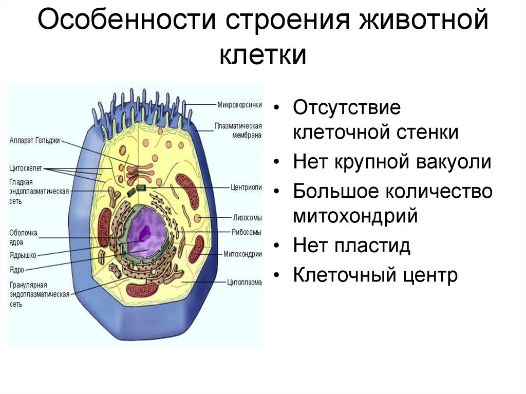 Характерные признаки клеток. Структура животной клетки характеристика. Животная клетка особенности строения клетки. Особенности клетки животных. Признаки строения животной клетки.