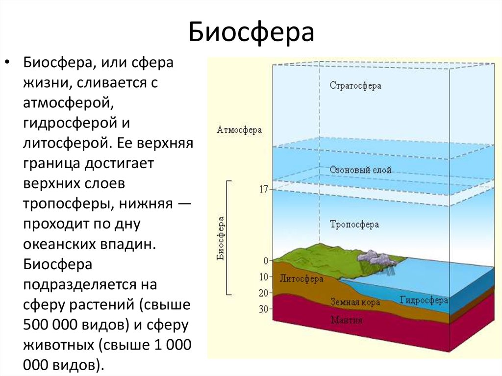 Сфера жизни атмосферы. Биосферf верхняя граница. Из чего состоит Биосфера кратко. Биосфера, по Вернадскому, – земная оболочка,. Биосфера гидросфера атмосфера литосфера схема.