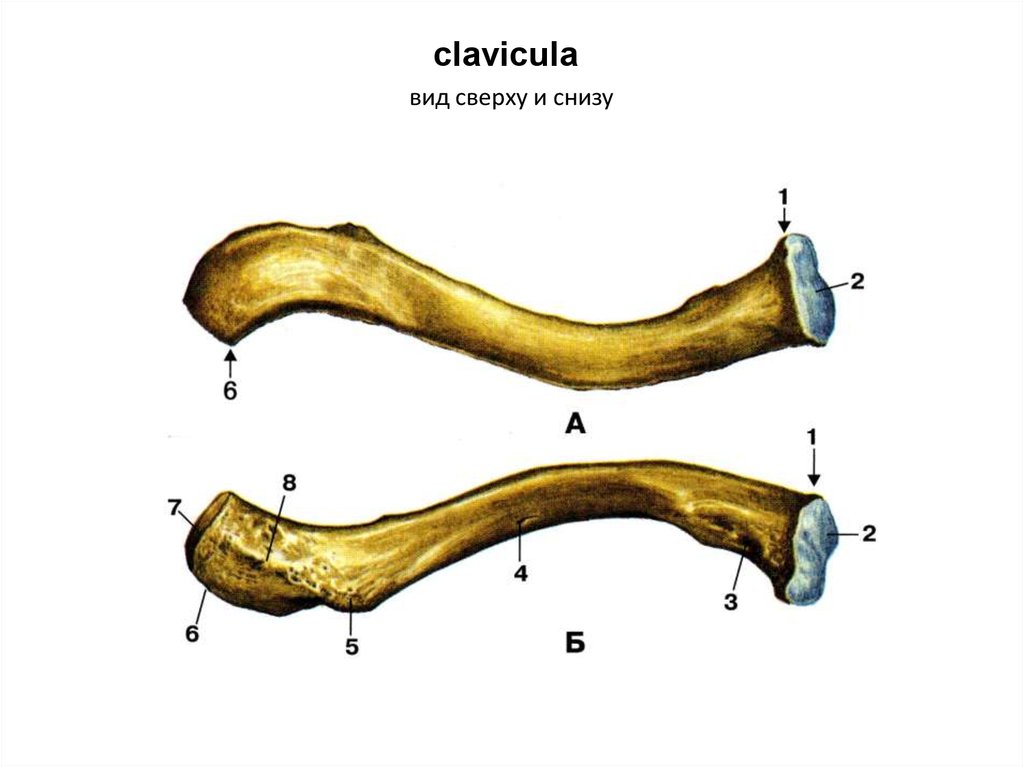 Строение ключицы анатомия. Ключица кость анатомия. Ключица Clavicula. Ключица анатомия Синельников. Ключица анатомия человека.