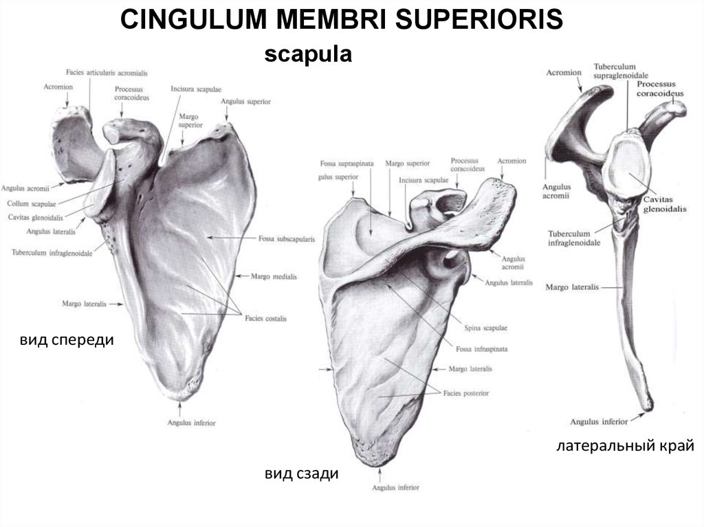 Tuberculum supraglenoidale. Лопатка анатомия вид спереди. Строение лопатки вид спереди на латинском и русском. Строение лопатки вид сбоку. Лопатка анатомия латеральный край.