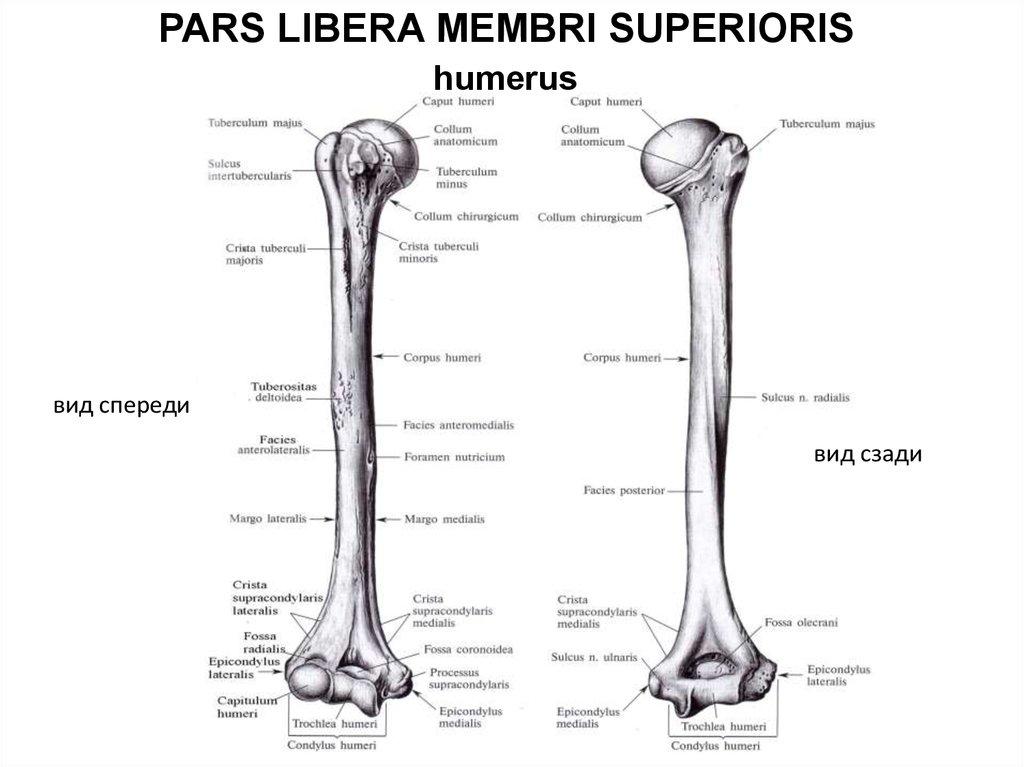 Костя на латыни. Плечевая кость анатомия латынь. Строение плечевой кости на латыни. Плечевая кость строение на латыни. Плечевая кость анатомия строение на латыни.