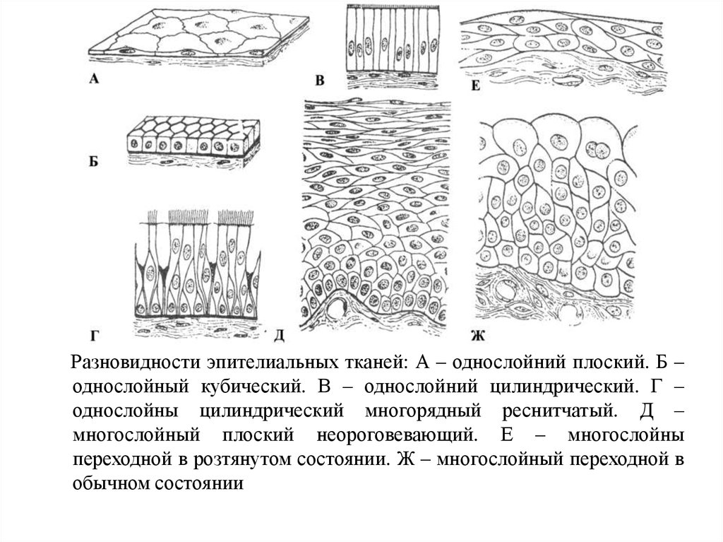 1 эпителиальная ткань. Типы эпителиальной ткани рисунки. Однослойный кубический эпителий Тип ткани. Разновидности однослойного эпителия. Эпителиальная ткань многослойный эпителий рисунок.